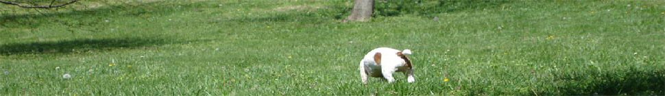 penismightier.com header image 2