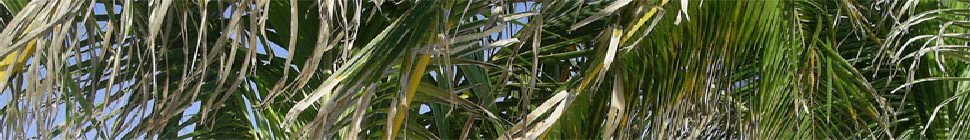 penismightier.com header image 3